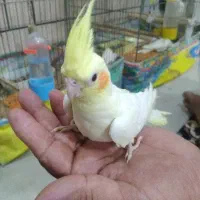 فروش