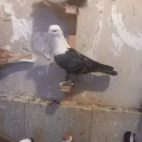 کفتر