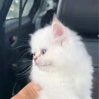 بچه گربه عروسکی چشم آبی