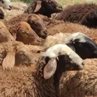 پشمالو وخوشمز ه زنده وچاقالوک کله کز