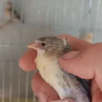 جوجه سهره قناری ابلغ درصد بالا نر۱۰۰۰درصدی