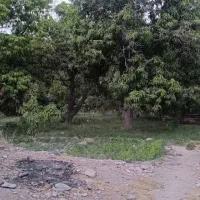 فروش باغ انبه مساحت 1097متر دارای چاه آب وآب قنات
