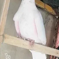 ماده کله خالدار یا جوزی گمشده