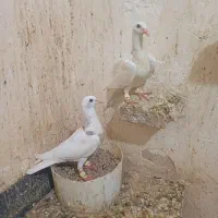 نژاد خطی