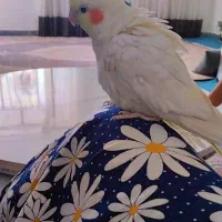 معاوضه بامرغ وخروس