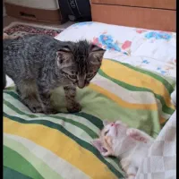 ۲ گربه ۳  و ۴ ماهه رایگان واگذار می شود