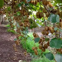 کیوی هایوارد طلایی