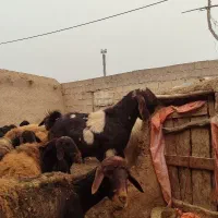 بز پلنگی یک ساله گوش دراز