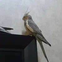 یک جفت عروس هلندی مولد با کلیه لوازم