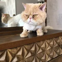 گربه پرشین فلت