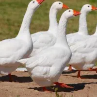 غاز با تخفیف