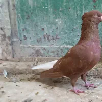 کبوتر سوسنگرد