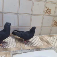 جفت قیل نر