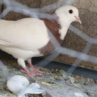 کبوتر فروشی