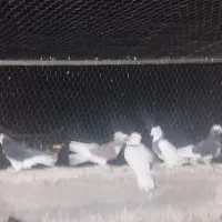 8عدد کبوتر رنگی مفت همه باهم