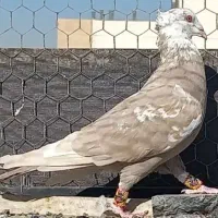 کبوتر کاکل ماده