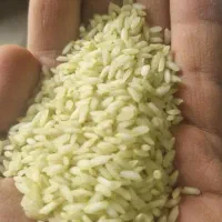 برنج عنبر بو درجه یک