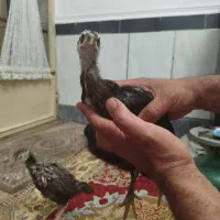 جوجه لاری