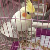 عروس هلندی