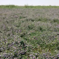 بذر یونجه رنجر آمریکایی و قره یونجه آذربایجان