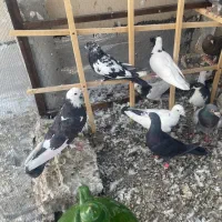یک تیپ کفتر شهرستانی و تهرانی طوقی چادری