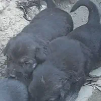 توله سگ سرابی