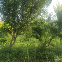 باغ ۴ دیواری مجوز دار