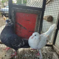 یک جفت هماسرور کلکسیونی
