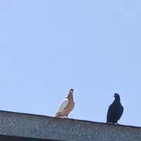 تعدادی کبوتر