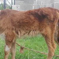 گوساله دورگ