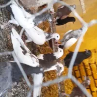 یک لانه کبوتر