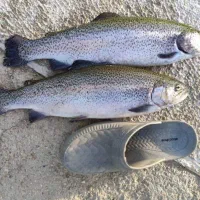 ماهی قزل‌آلا