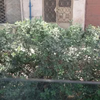 اجاره-منزل-ویلایی-دربست-ابوطالب-25