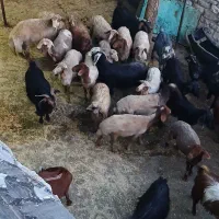 حیوانات