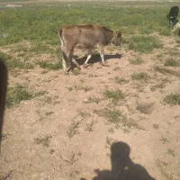 گوساله چاق برای قربانی