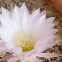 فروش چانگان