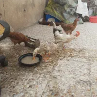 مرغ و خروس و اردک