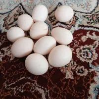 تخم مرغ سلطان