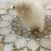 سگ پشمالو