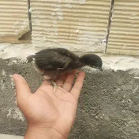 جوجه 25روزه