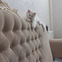 بچه گربه میکس پرشین اسکاتیش سفید