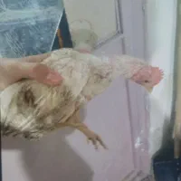 جوجه اردک