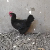 مرغ سیاه یکدست