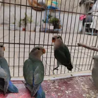 چهار عدد  جوجه طوطی برزیلی  دو ماهه