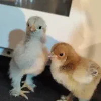 جوجه برهما درجه1