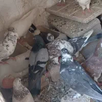 کبوتر