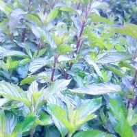 سبزی (نعناع) و( کوتکوتو )دلارنعناع آماده