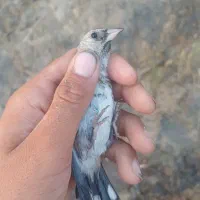 جوجه سهره
