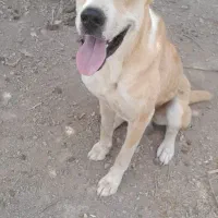 سگ نگهبان دهن پاک