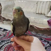 عروس هلندی